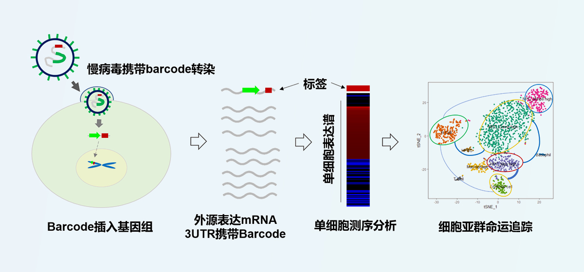 慢病毒标签技术（Lenti-bar）